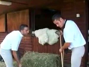 Deux petites nanas baisées par trois mecs à la fac de chevauchée