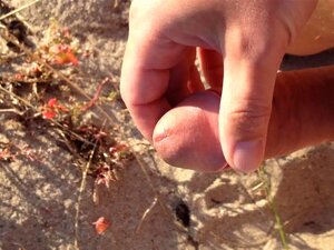 Pénis poilu branlé à la plage