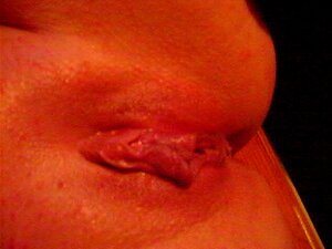 Chatte chaude norvégienne 1